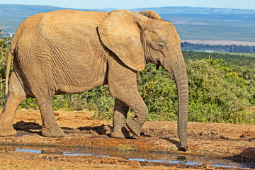 Large female elephant drinking at waterhole