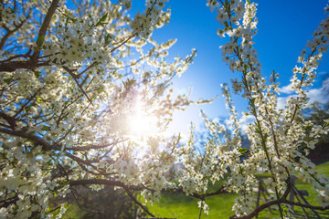 Beautiful flowers in bloom in the garden, spring is here