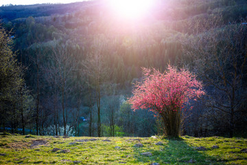 Beautiful pink flowers in bloom in the garden, spring is here