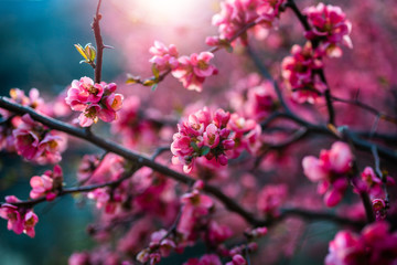 Beautiful pink flowers in bloom in the garden, spring is here