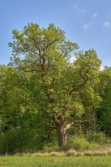 Obraz premium Ancient Oak Tree: Nature's Living Monument in Summer Light