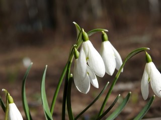 Beautiful spring forest snowdrops close-up