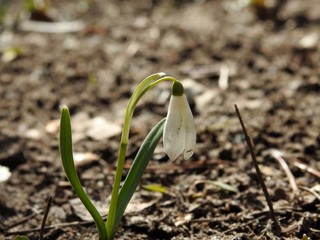 Beautiful spring forest snowdrops close-up