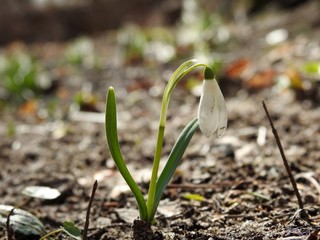Beautiful spring forest snowdrops close-up