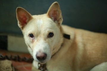 Cute rural Indian dog looking at the camera.