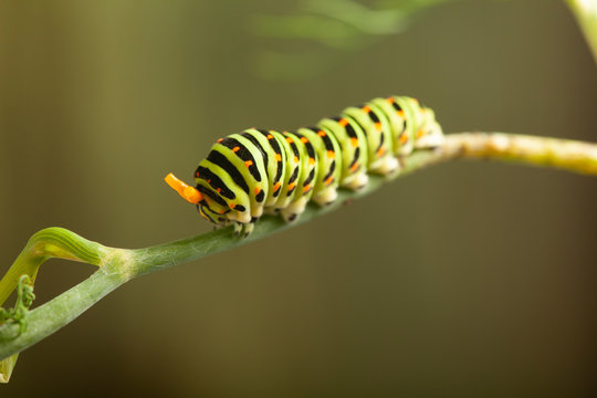 caterpillar machaon on dill. garden pest on green background