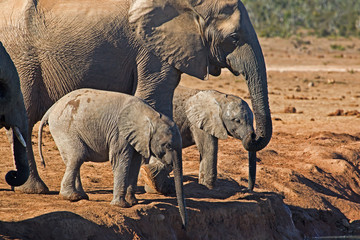 Unusual scene of elephant and infant twins