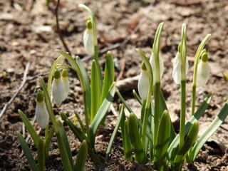 Beautiful spring forest snowdrops close-up