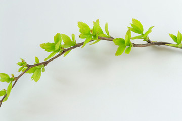 green leaves background