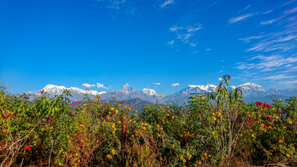 Annapurna Mountain Range Panorama view of Macchapuchre (Fish Tail Mountain) of Pokhara overlooking Phewa Lake, Nepal beautiful flower on the foreground shot during Visit Nepal 2020 Tourist season