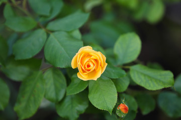 Yellow tea rose flower blossoms on the bush in the Garden, macro, blurred green background 