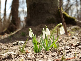 Beautiful spring forest snowdrops close-up