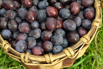 basket of plums