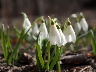 Beautiful spring forest snowdrops close-up