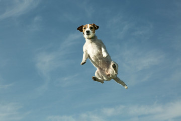 Dog flying with the sky in the background. The emotions of a dog that a person throws while playing. © Oksana