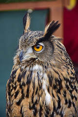 eagle owl with big yellow eyes