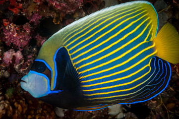 Fototapeta na wymiar Vibrant colours of an Emperor Angelfish (Pomacanthus imperator) in the Maldives