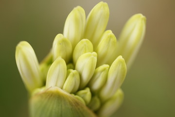 Obraz premium Blurred closeup nature view of green flower buds. Macro photography. Ecology wallpaper concept.