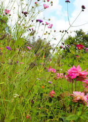 Mixed bloom of garden flowers 