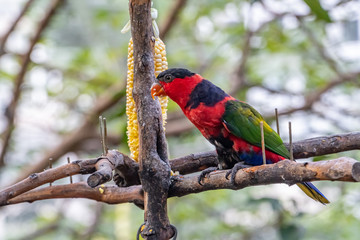 Coconut lorikeet (Trichoglossus haematodus) eating corn at Hong Kong Park