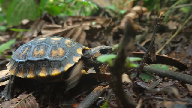Juvenile yellow-footed tortoise Chelonoidis denticulata on the rainforest floor, Orellana province, Ecuador