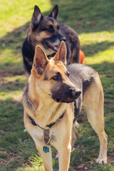 two German shepherd dogs