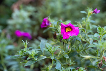 Fototapeta premium Purple Petunia flower in the forest