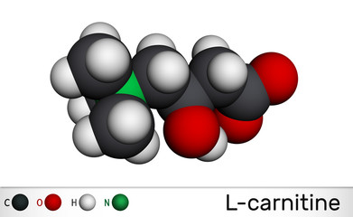 L-carnitine, Levocarnitine, Carnitine, C7H15NO3 molecule. Molecular model