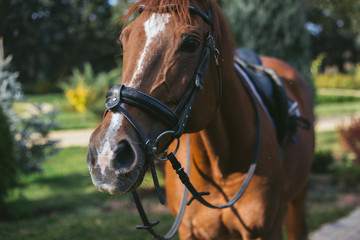 close-up of a saddled red horse with a white stripe on his head
