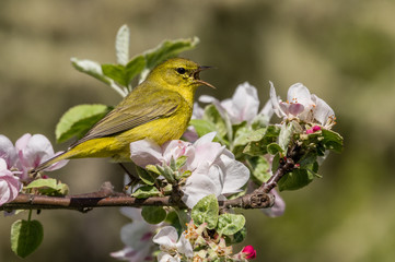 Orange-crowned Warbler (Vermivora celata) singing in a blooming apple tree.