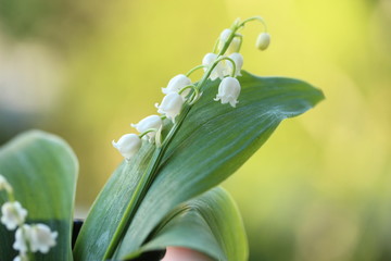 lily of the valley