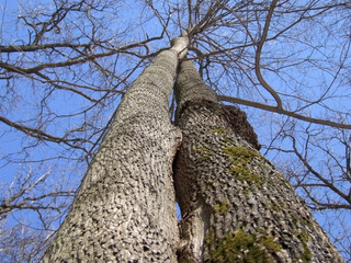 Spring forest theme: a couple of leafless trees, shown towards the spread crowns and blue sky. Tree...