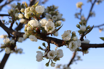 Pear tree blossom