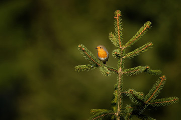 European Robin (Erithacus rubecula) sitting on the spruce branch in the forest. Small songbird with orange breast. Green trees in the background