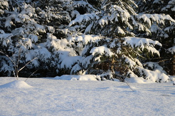 Winter forest  background. Fresh snow