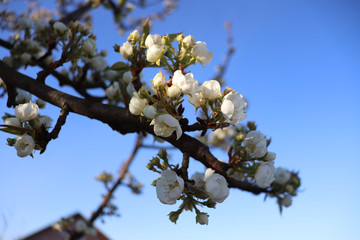 Pear tree blossom