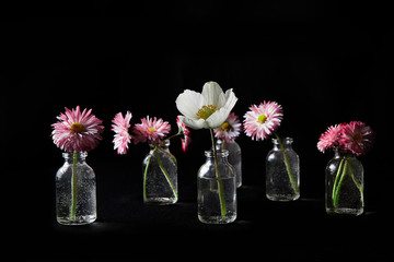 Flowers in glass vases on black background