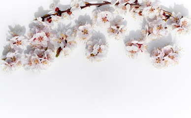 Blooming fruit branches. Apricot blossoms on a white background