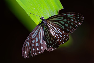 Fototapeta na wymiar Dark Glassy Tiger - Parantica agleoides asian butterfly found in India that belongs to the crows and tigers, that is, the danaid group of the brush-footed butterflies family