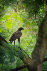 Changeable Hawk-eagle or crested hawk-eagle (Nisaetus cirrhatus) large bird of prey species of Accipitridae, also called marsh hawk-eagle or Indian crested hawk-eagle,  Indian subcontinent and Asia