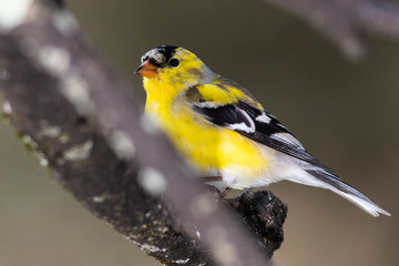 Curious Little American Goldfinch Perched in a Tree