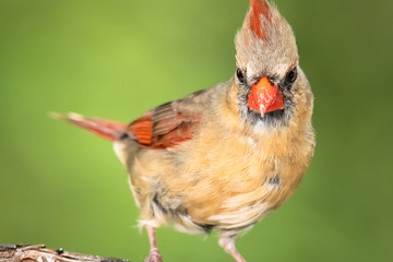 Northern Cardinal Perched on a Branch of a Tree