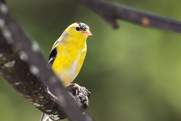 American Goldfinch Perched on a Branch of a Tree