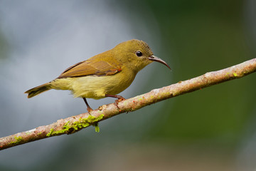 Bird Temmincks Sunbird - Aethopyga temminckii species of sunbird, found in Borneo, Sumatra, Malaysia, and south west Thailand in tropical moist montane forests. Female