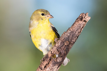 American Goldfinch Perched on a Branch of a Tree