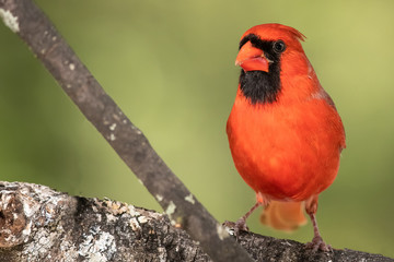 Profile of a Northern Cardinal While Perched on a Branch of a Tree