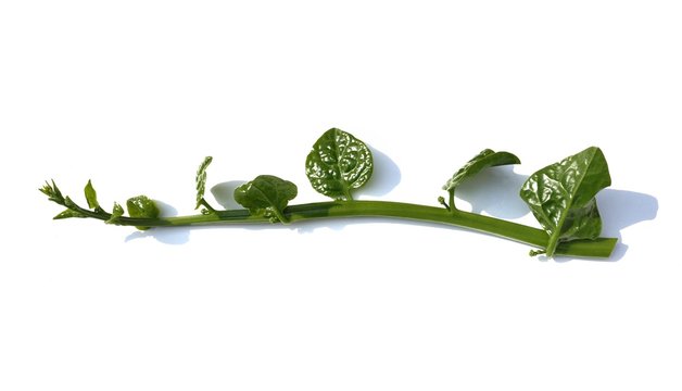 Twig of Basella Alba or Malabar Spinach Isolated on White Background