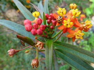 milkweed flowers