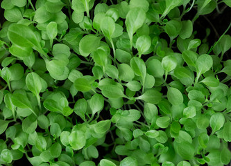 Fototapeta na wymiar lettuce in the garden, top view 