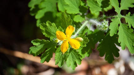 Greater celandine